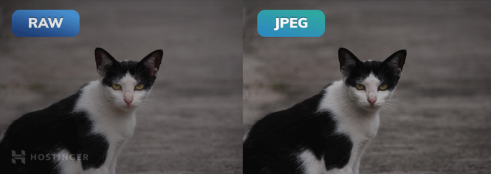 Сравнение двох одинаковых фото кошки в формате RAW и JPEG
